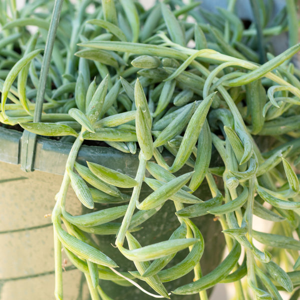 Senecio radicans Fish Hooks 8 – Sprout Home