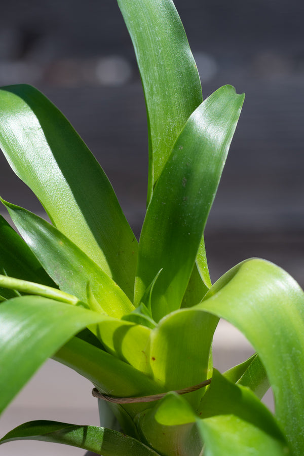 Close up of Catopsis morrenainna leaves