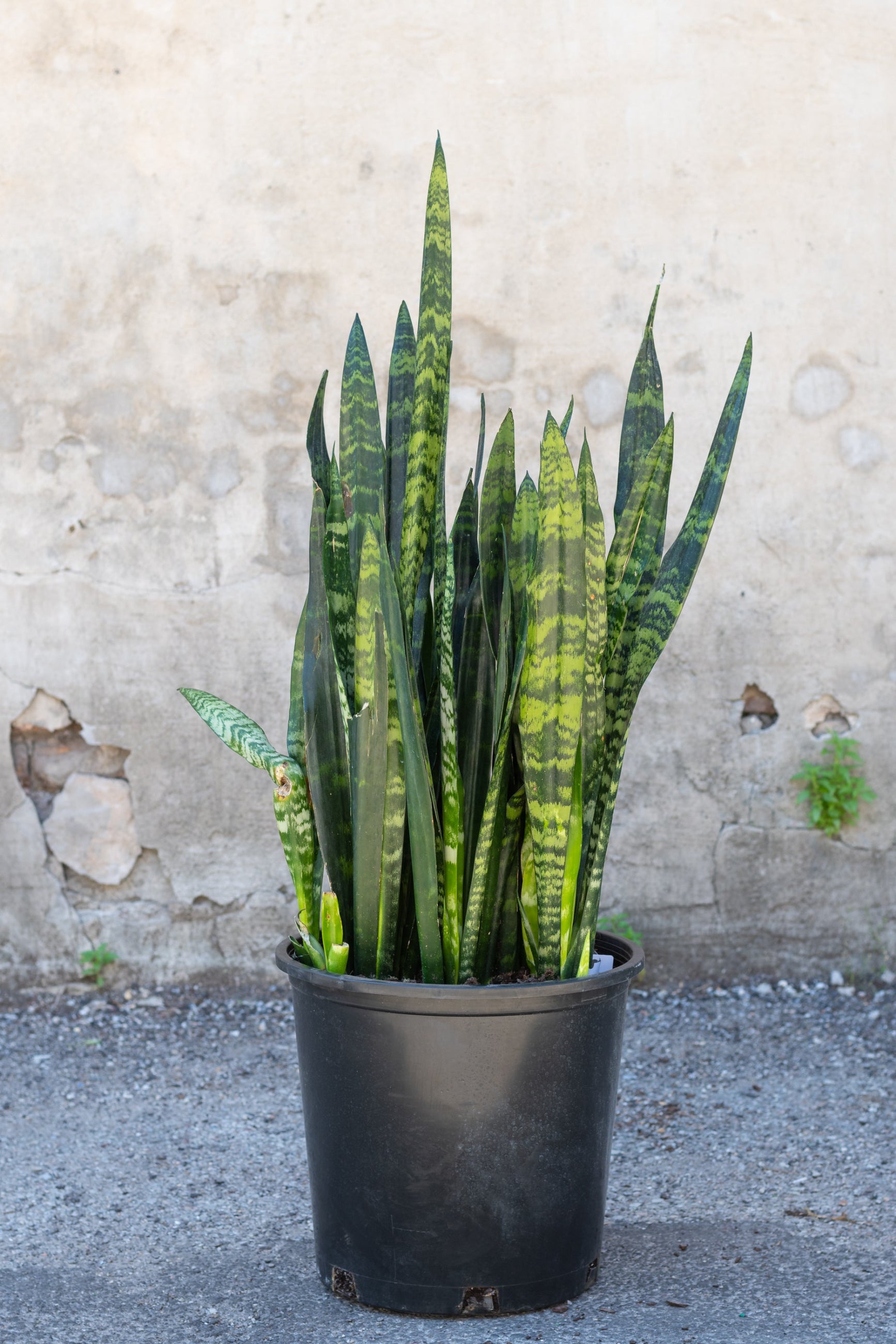 Sansevieria 'Black Coral' in grow pot in front of grey concrete background ©Sprout Home