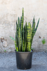 Sansevieria 'Black Coral' in grow pot in front of grey concrete background