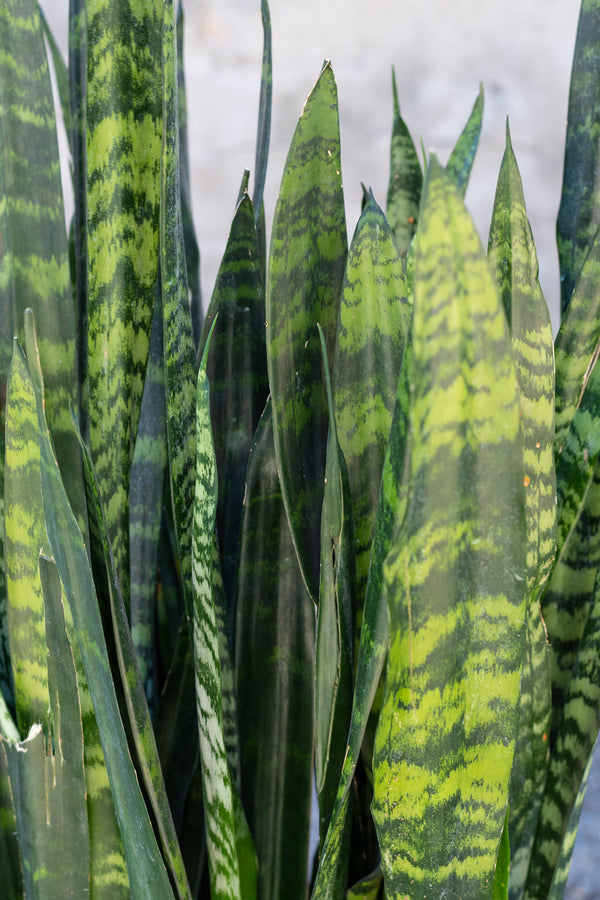 Close up of Sansevieria 'Black Coral' leaves