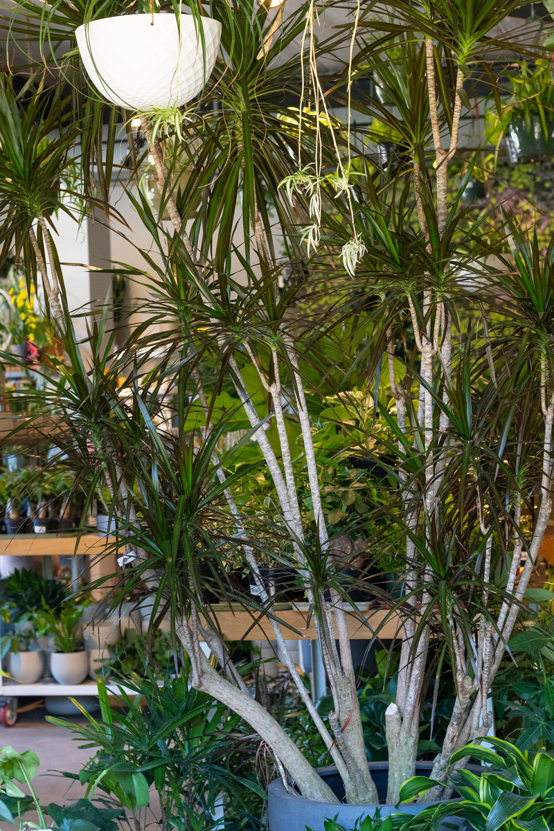 Huge Dracaena marginata potted inside the Sprout Home garden store surrounded by houseplants
