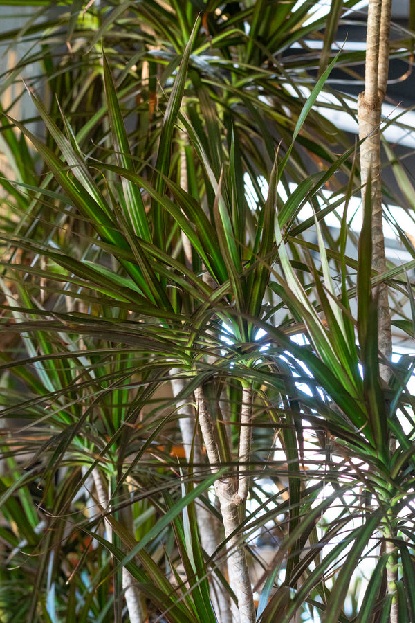 Close up of Dracaena marginata stems and leaves
