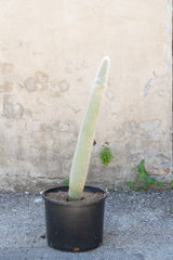 Cleistocactus straussii "Silver Touch Cactus" potted in front of grey concrete background