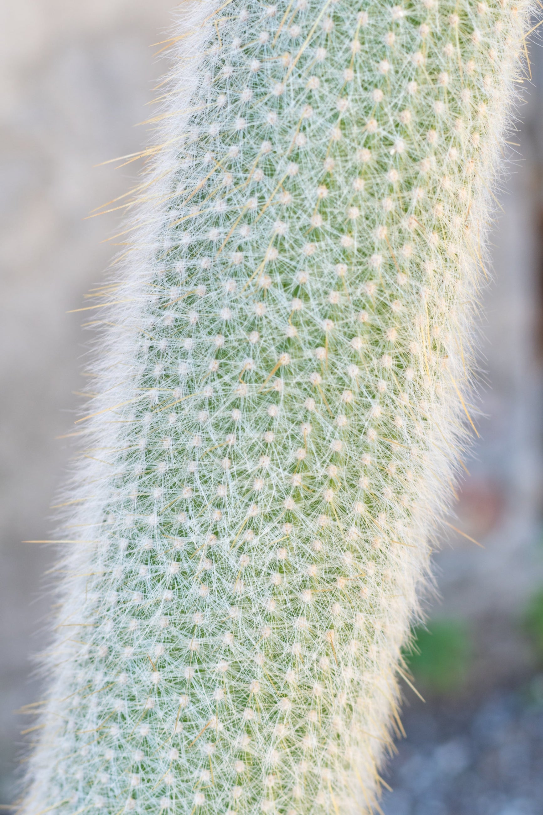 Close up of Cleistocactus straussii "Silver Touch Cactus" spines and fuzz ©Sprout Home