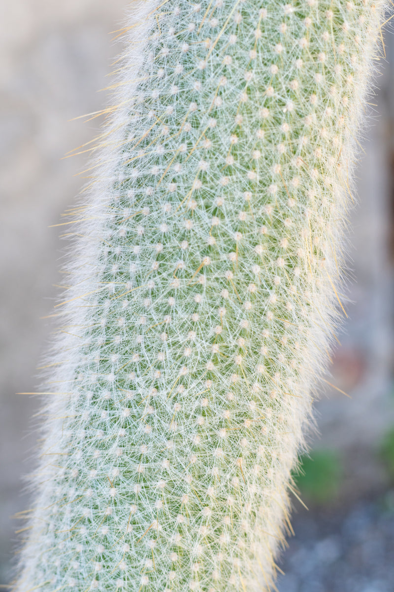 Close up of Cleistocactus straussii "Silver Touch Cactus" spines and fuzz