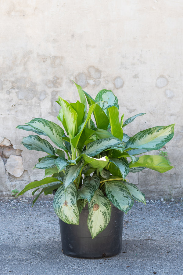 Aglaonema 'Silver Bay' in grow pot in front of grey concrete wall