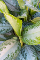 Close up of Aglaonema 'Silver Bay' leaves