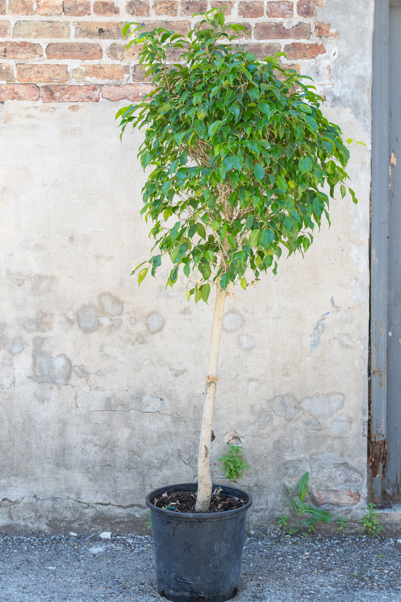 Large standared Ficus benjamina in grow pot in front of grey concrete wall