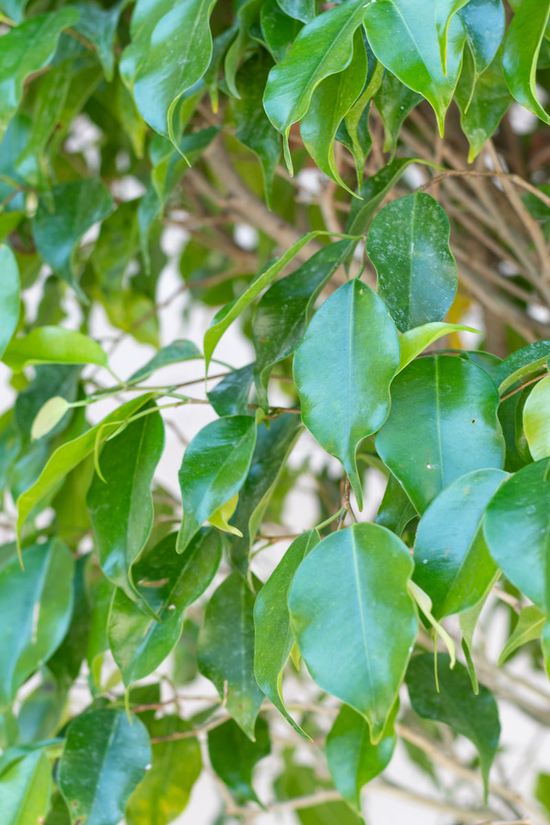 Close up of Ficus benjamina leaves