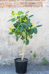 Large Ficus benghalensis 'Audrey' in grow pot in front of grey concrete wall