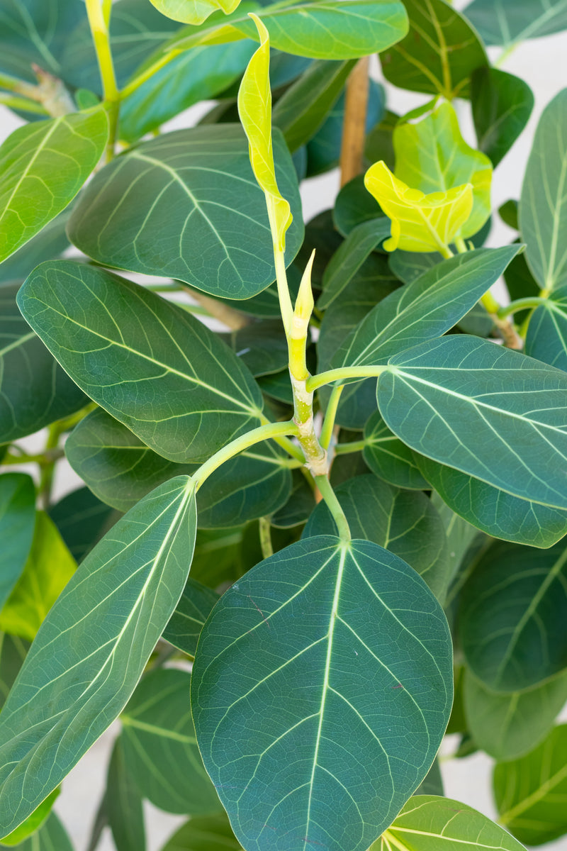 Close up of Ficus benghalensis 'Audrey' leaves