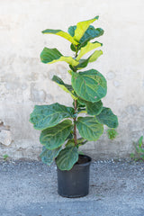 Ficus lyrata "Fiddle Leaf Fig" column in grow pot in front of grey concrete wall