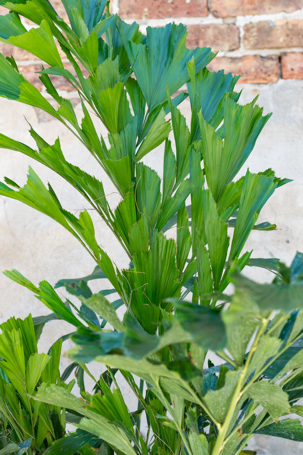 Close up of Caryota mitis "Fishtail Palm" leaves