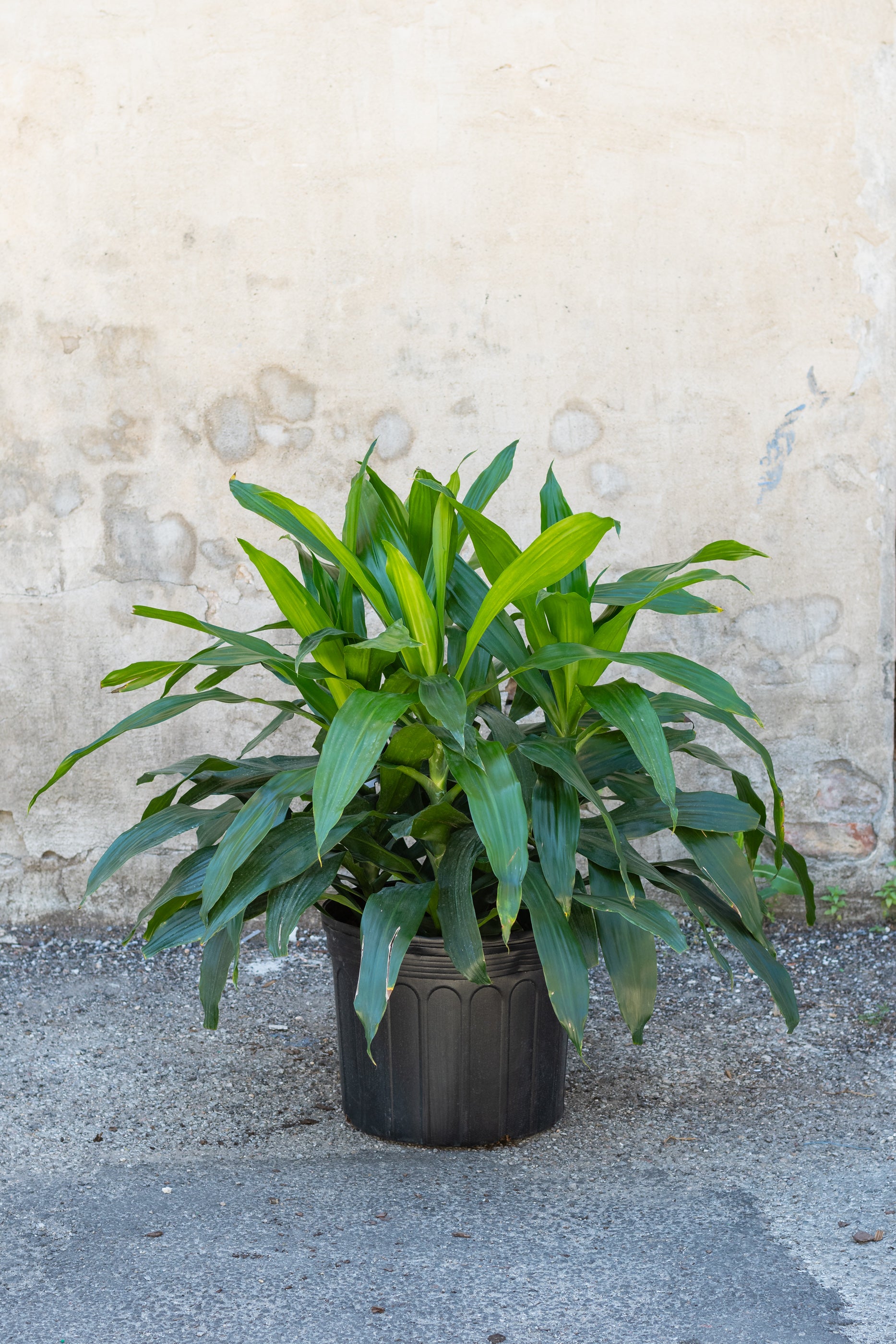 Large Dracaena 'Janet Craig' tips in grow pot in front of grey concrete wall