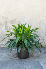 Large Dracaena 'Janet Craig' tips in grow pot in front of grey concrete wall