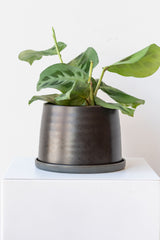 Large black KINTO porcelain planter pot on a white surface in a white room. Inside the planter is a happy maranta plant.
