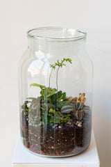 Mason 10L Jar Planted Terrarium