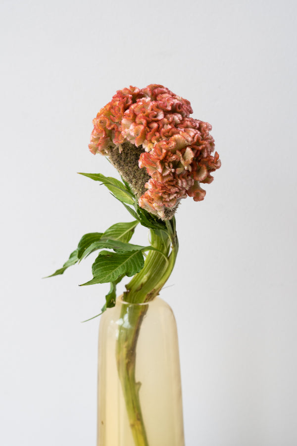 Hawkins New York small amber Aurora Pill Vase in front of white background. Inside the vase is an orange Celosia flower
