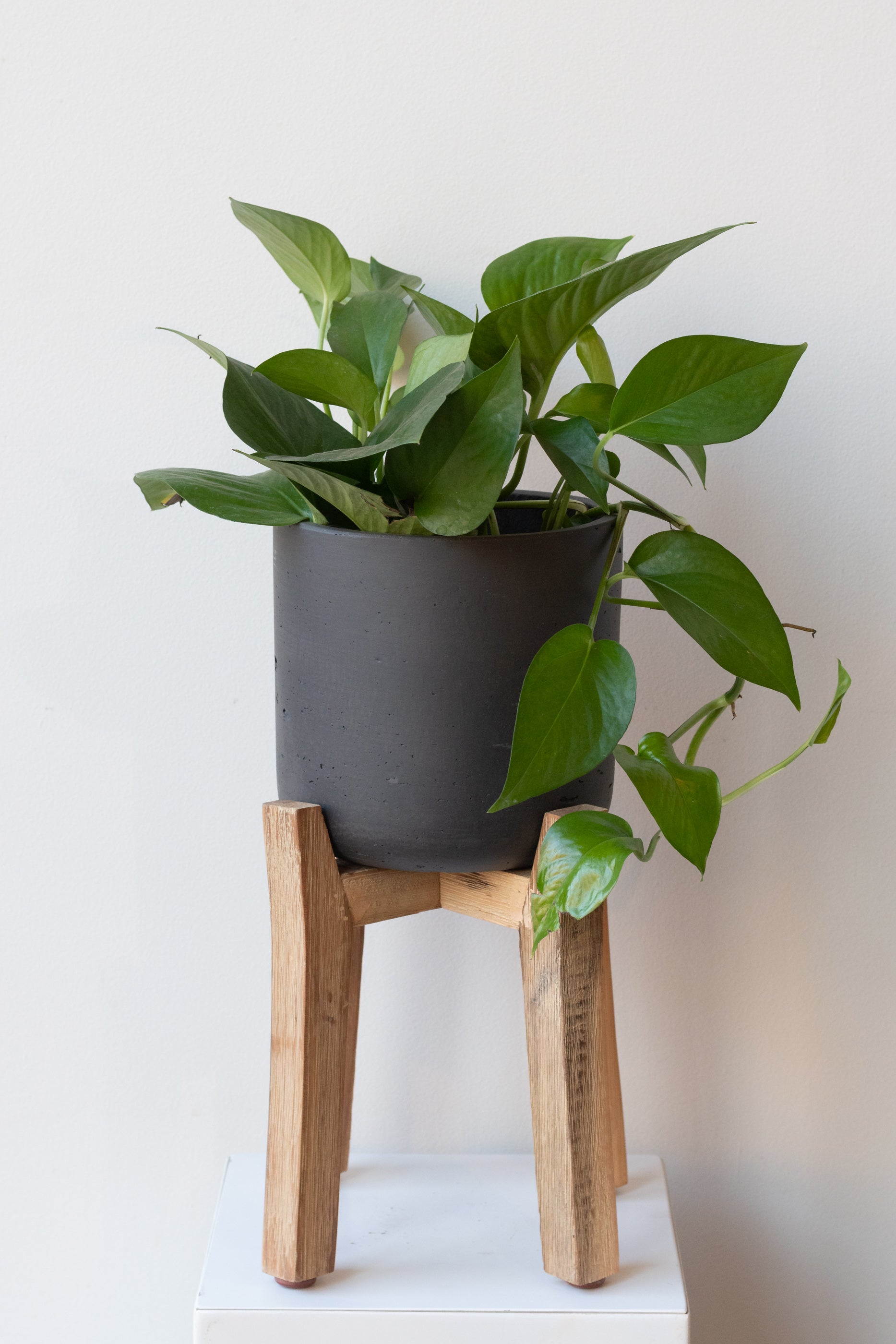 Charlie Pot & High Stand Black Washed Medium