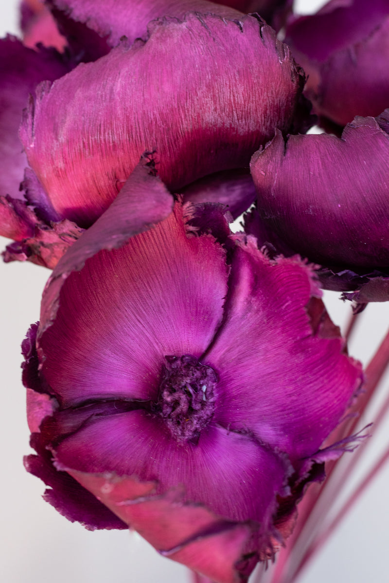 Close up of Palm Cap Violet Pastel Preserved Bunch in front of white background