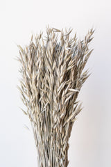 Avena Sativa Matte Grey Washed Color Preserved Bunch in front of white background