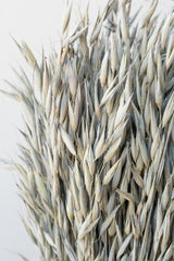 Close up of Avena Sativa Matte Grey Washed Color Preserved Bunch