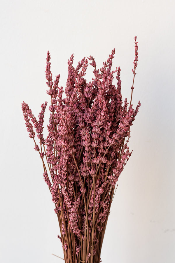 Lavendula Light Pink Preserved Bunch in front of white background