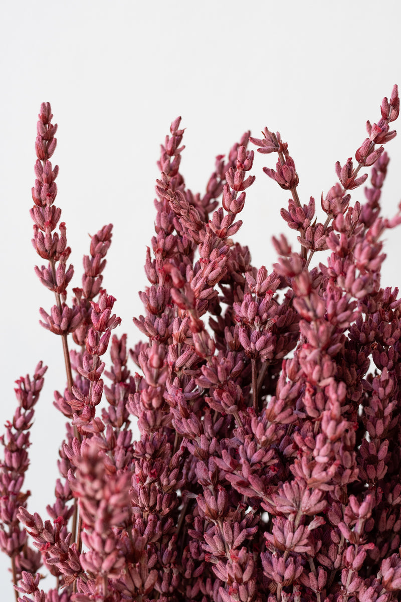 Close up of Lavendula Light Pink Preserved Bunch in front of white background