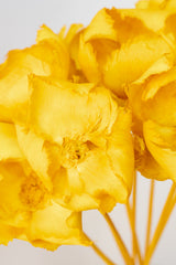 Close up of Palm Cap Yellow Pastel Preserved Bunch in front of white background
