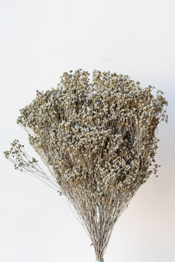 Brooms Matte Grey Preserved Bunch in front of white background