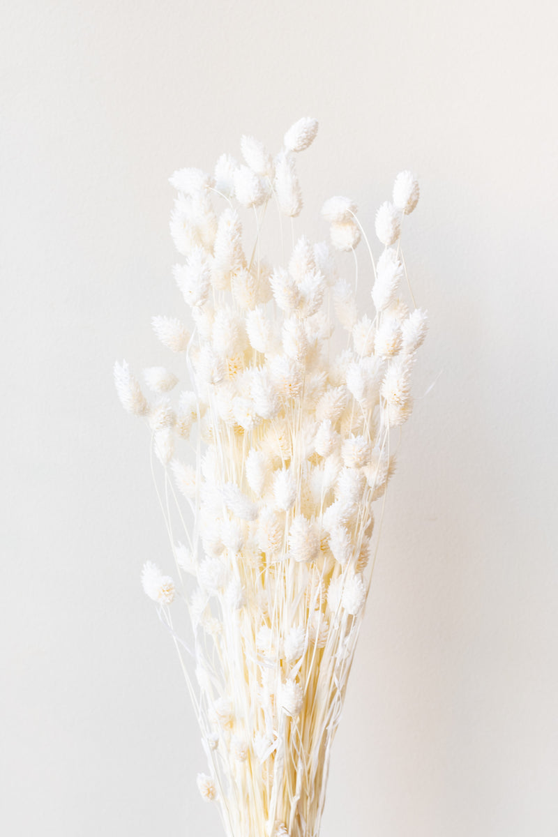 Phalaris Bleached Pastel Preserved Bunch in front of white background