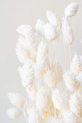 Close up of Phalaris Bleached Pastel Preserved Bunch in front of white background