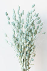 Phalaris Blue Washed Pastel Preserved Bunch in front of white background