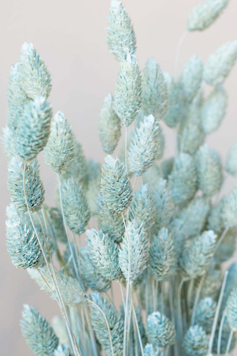 Close up of Phalaris Blue Washed Pastel Preserved Bunch