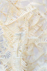 Close up of Helecho x1 Bleached White Pastel Preserved Bunch