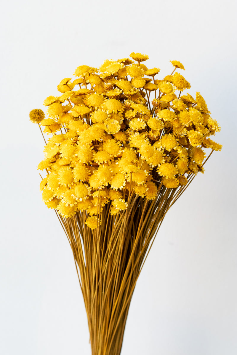 Margaret Yellow Color Preserved Bunch in front of white background
