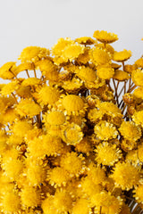 Close up of Margaret Yellow Color Preserved Bunch