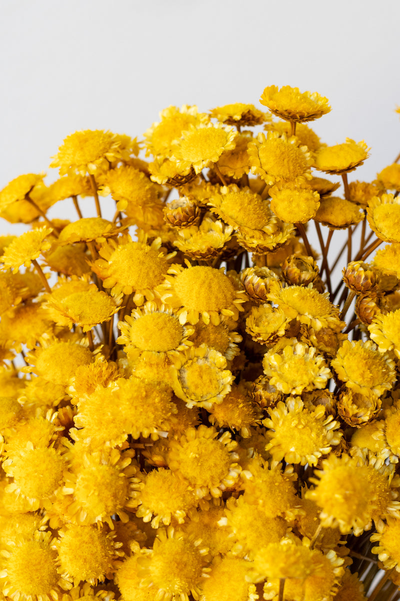Close up of Margaret Yellow Color Preserved Bunch