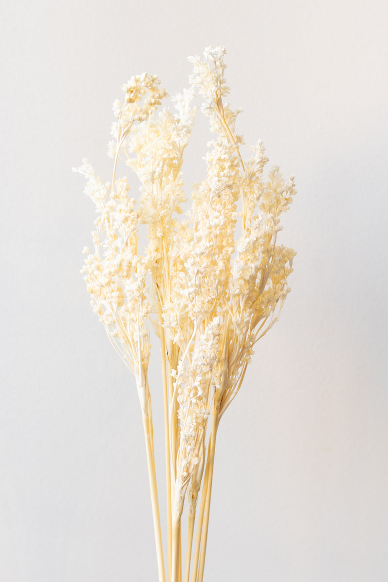 Junquillo Bleached Pastel Preserved Bunch in front of white background