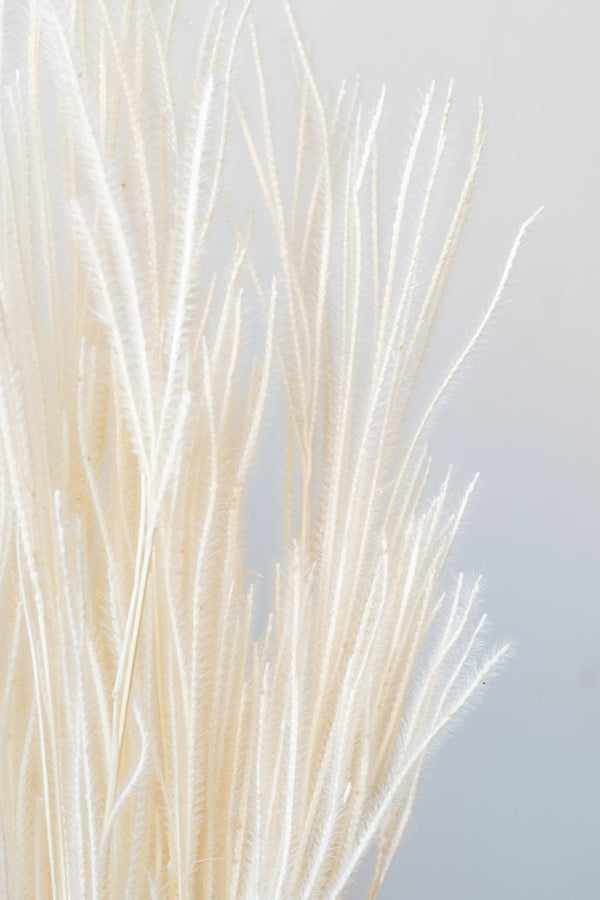 Close up of Ouro Bleached Pastel Preserved Bunch in front of white background