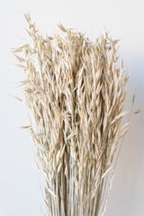 Avena Sativa Matte White Washed Color Preserved Bunch in front of white background