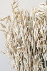 Close up of Avena Sativa Matte White Washed Color Preserved Bunch