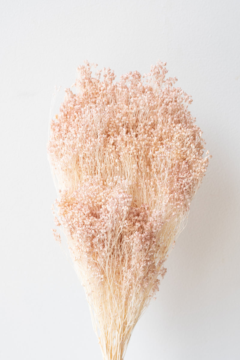 Brooms Light Peach Pastel Preserved Bunch in front of white background