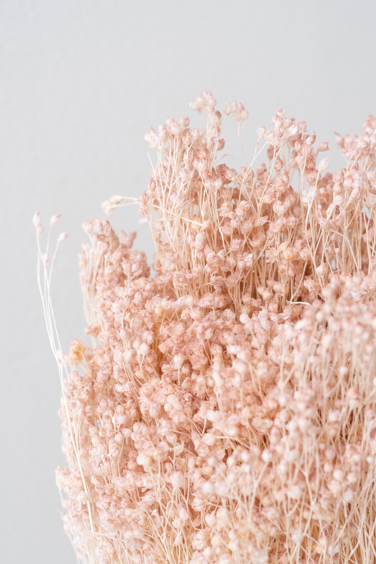 Close up of Brooms Light Peach Pastel Preserved Bunch