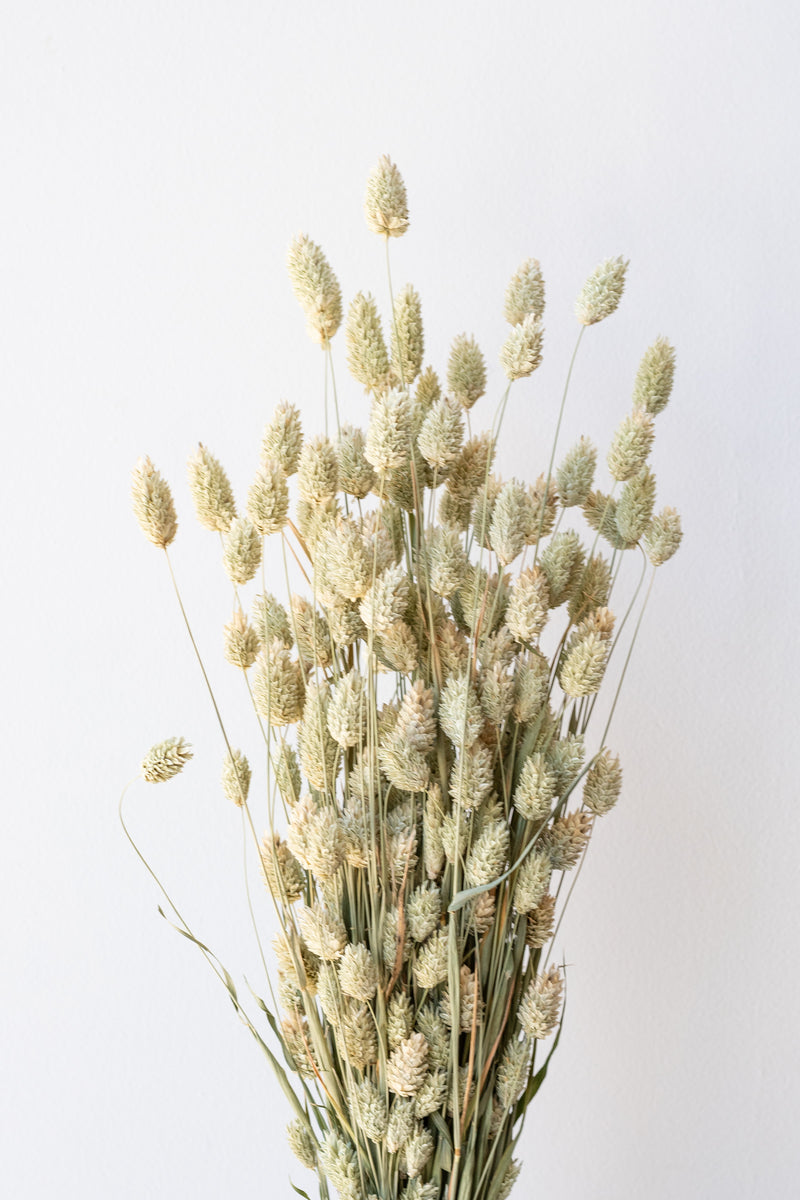 Phalaris Natural Preserved Bunch in front of white background