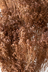 Close up of Brooms Sepia Pastel Preserved Bunch in front of white background
