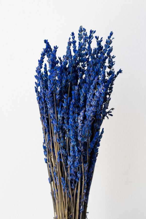Lavendula Indigo Preserved Bunch in front of white background