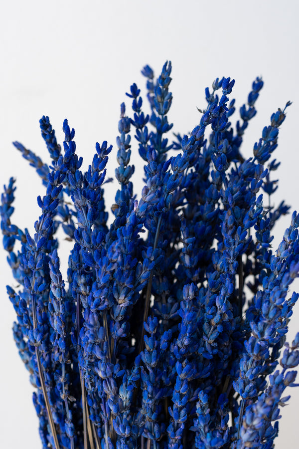 Close up of Lavendula Indigo Preserved Bunch in front of white background