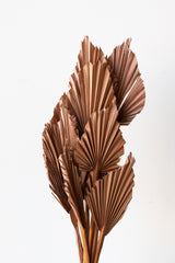 Palm Spear Sepia Pastel Preserved Bunch